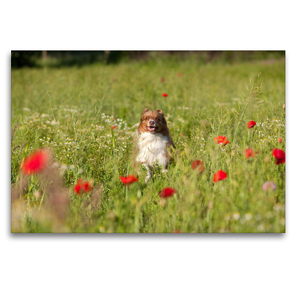 Premium Textil-Leinwand 120 x 80 cm Quer-Format Australian Shepherd läuft durch Mohnfeld | Wandbild, HD-Bild auf Keilrahmen, Fertigbild auf hochwertigem Vlies, Leinwanddruck von Annett Mirsberger www.tierpfoto.de