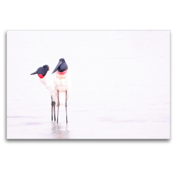 Premium Textil-Leinwand 120 x 80 cm Quer-Format Jabiru Storch (Jabiru Mycteria) | Wandbild, HD-Bild auf Keilrahmen, Fertigbild auf hochwertigem Vlies, Leinwanddruck von © viaje.ch