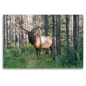 Premium Textil-Leinwand 120 x 80 cm Quer-Format Kapitaler Wapiti Hirsch in den Wäldern der Rocky Mountains in Kanada | Wandbild, HD-Bild auf Keilrahmen, Fertigbild auf hochwertigem Vlies, Leinwanddruck von alfotokunst