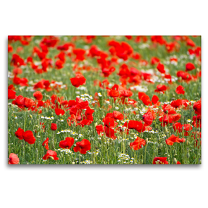 Premium Textil-Leinwand 120 x 80 cm Quer-Format Klatschmohn-Feld | Wandbild, HD-Bild auf Keilrahmen, Fertigbild auf hochwertigem Vlies, Leinwanddruck von Elisabeth Schittenhelm