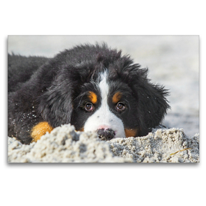 Premium Textil-Leinwand 120 x 80 cm Quer-Format Kleine Herzen auf 4 Pfoten – Berner Sennenhunde | Wandbild, HD-Bild auf Keilrahmen, Fertigbild auf hochwertigem Vlies, Leinwanddruck von Sigrid Starick