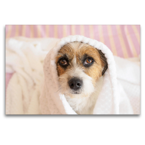 Premium Textil-Leinwand 120 x 80 cm Quer-Format Kleine Hundeauszeiten auf Terrierart! | Wandbild, HD-Bild auf Keilrahmen, Fertigbild auf hochwertigem Vlies, Leinwanddruck von Sonja Rachbauer