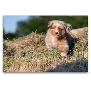 Premium Textil-Leinwand 120 x 80 cm Quer-Format Australian Shepherd Welpe spielt im Heu | Wandbild, HD-Bild auf Keilrahmen, Fertigbild auf hochwertigem Vlies, Leinwanddruck von Annett Mirsberger www.tierpfoto.de