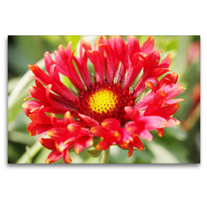 Premium Textil-Leinwand 120 x 80 cm Quer-Format Kokardenblume oder Gaillardia | Wandbild, HD-Bild auf Keilrahmen, Fertigbild auf hochwertigem Vlies, Leinwanddruck von Gisela Kruse