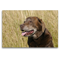 Premium Textil-Leinwand 120 x 80 cm Quer-Format Labrador Retriever Ben, 12 Jahre | Wandbild, HD-Bild auf Keilrahmen, Fertigbild auf hochwertigem Vlies, Leinwanddruck von Peter Faber