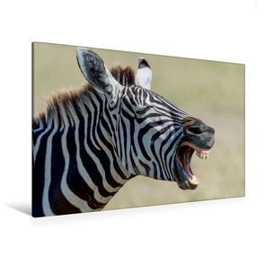 Premium Textil-Leinwand 120 x 80 cm Quer-Format Lachendes Zebra | Wandbild, HD-Bild auf Keilrahmen, Fertigbild auf hochwertigem Vlies, Leinwanddruck von Ingo Gerlach