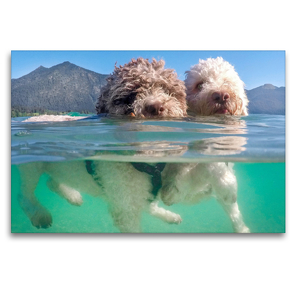 Premium Textil-Leinwand 120 x 80 cm Quer-Format Lagotto Romagnolo Paar beim Schwimmen mit Unterwasseransicht | Wandbild, HD-Bild auf Keilrahmen, Fertigbild auf hochwertigem Vlies, Leinwanddruck von Wuffclick-pic