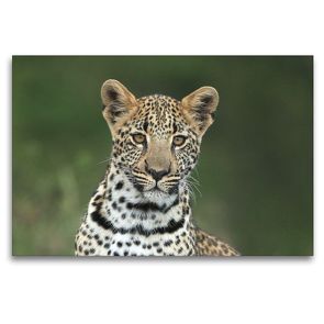 Premium Textil-Leinwand 120 x 80 cm Quer-Format Leoparden – neugieriger Nachwuchs | Wandbild, HD-Bild auf Keilrahmen, Fertigbild auf hochwertigem Vlies, Leinwanddruck von Michael Herzog