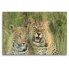 Premium Textil-Leinwand 120 x 80 cm Quer-Format Leoparden – Vorsicht! | Wandbild, HD-Bild auf Keilrahmen, Fertigbild auf hochwertigem Vlies, Leinwanddruck von Michael Herzog