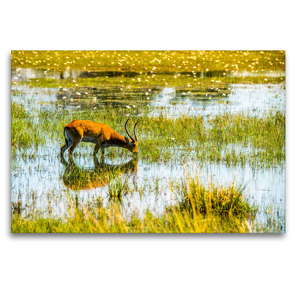 Premium Textil-Leinwand 120 x 80 cm Quer-Format Letschwe Antilope (Bwabwata NP, Namibia) | Wandbild, HD-Bild auf Keilrahmen, Fertigbild auf hochwertigem Vlies, Leinwanddruck von Bruno Pohl