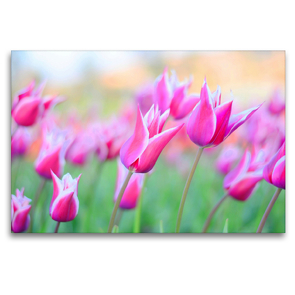 Premium Textil-Leinwand 120 x 80 cm Quer-Format Lilienblütige Tulpen | Wandbild, HD-Bild auf Keilrahmen, Fertigbild auf hochwertigem Vlies, Leinwanddruck von Rose Hurley