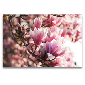 Premium Textil-Leinwand 120 x 80 cm Quer-Format Magnolien Blüten | Wandbild, HD-Bild auf Keilrahmen, Fertigbild auf hochwertigem Vlies, Leinwanddruck von Tanja Riedel