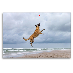 Premium Textil-Leinwand 120 x 80 cm Quer-Format Malinois am Strand beim Ballspiel | Wandbild, HD-Bild auf Keilrahmen, Fertigbild auf hochwertigem Vlies, Leinwanddruck von Annett Mirsberger