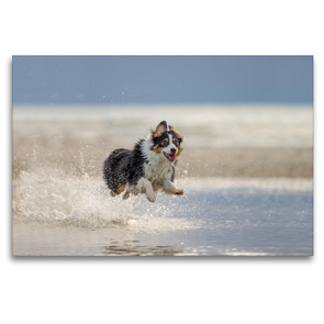 Premium Textil-Leinwand 120 x 80 cm Quer-Format Australian Shepherd tobt im Wasser | Wandbild, HD-Bild auf Keilrahmen, Fertigbild auf hochwertigem Vlies, Leinwanddruck von Annett Mirsberger tierpfoto