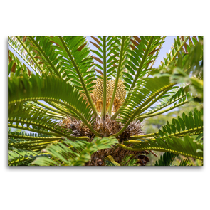 Premium Textil-Leinwand 120 x 80 cm Quer-Format Modjadji Palme, Encephalartos transvenosus | Wandbild, HD-Bild auf Keilrahmen, Fertigbild auf hochwertigem Vlies, Leinwanddruck von Hanna Wagner