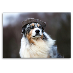 Premium Textil-Leinwand 120 x 80 cm Quer-Format Mützenwetter für Australian Shepherd | Wandbild, HD-Bild auf Keilrahmen, Fertigbild auf hochwertigem Vlies, Leinwanddruck von Annett Mirsberger www.tierpfoto.de