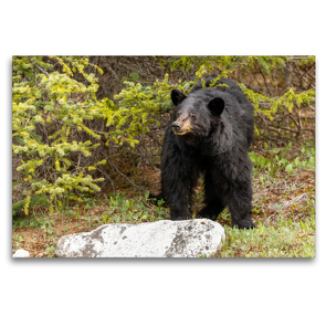 Premium Textil-Leinwand 120 x 80 cm Quer-Format Neugieriger Schwarzbär im Jasper Nationalpark | Wandbild, HD-Bild auf Keilrahmen, Fertigbild auf hochwertigem Vlies, Leinwanddruck von Adrian Geering