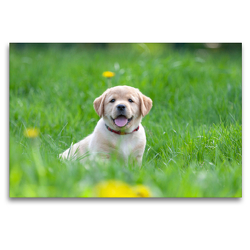 Premium Textil-Leinwand 120 x 80 cm Quer-Format Niedlicher Labrador-Welpe im hohen Gras | Wandbild, HD-Bild auf Keilrahmen, Fertigbild auf hochwertigem Vlies, Leinwanddruck von Annett Mirsberger