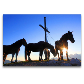 Premium Textil-Leinwand 120 x 80 cm Quer-Format Norikerpferde am Gipfelkreuz des Frommerkogels | Wandbild, HD-Bild auf Keilrahmen, Fertigbild auf hochwertigem Vlies, Leinwanddruck von Christa Kramer