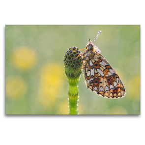 Premium Textil-Leinwand 120 x 80 cm Quer-Format Perlmuttfalter am Schachtelhalm … | Wandbild, HD-Bild auf Keilrahmen, Fertigbild auf hochwertigem Vlies, Leinwanddruck von Karin Berger (Kabefa)