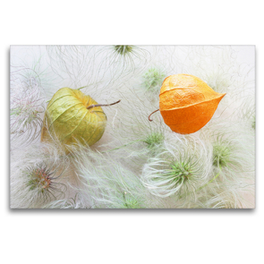 Premium Textil-Leinwand 120 x 80 cm Quer-Format Physalis auf Samen der Tangutica-Clematis | Wandbild, HD-Bild auf Keilrahmen, Fertigbild auf hochwertigem Vlies, Leinwanddruck von Gisela Kruse