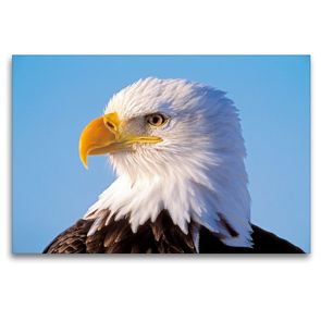 Premium Textil-Leinwand 120 x 80 cm Quer-Format Portraet eines Weisskopfseeadler. | Wandbild, HD-Bild auf Keilrahmen, Fertigbild auf hochwertigem Vlies, Leinwanddruck von ROLF KOPFLE