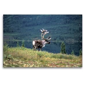 Premium Textil-Leinwand 120 x 80 cm Quer-Format Rentier (Rangifer Tarandus) Alaska | Wandbild, HD-Bild auf Keilrahmen, Fertigbild auf hochwertigem Vlies, Leinwanddruck von Christian Heeb