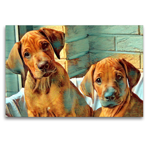 Premium Textil-Leinwand 120 x 80 cm Quer-Format Rhodesian Ridgeback Welpen Rüden Wurfgeschwister | Wandbild, HD-Bild auf Keilrahmen, Fertigbild auf hochwertigem Vlies, Leinwanddruck von Dagmar Behrens