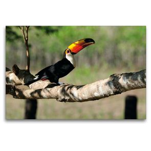 Premium Textil-Leinwand 120 x 80 cm Quer-Format Riesentukan, Ramphastos toco | Wandbild, HD-Bild auf Keilrahmen, Fertigbild auf hochwertigem Vlies, Leinwanddruck von Jürgen Wöhlke