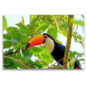 Premium Textil-Leinwand 120 x 80 cm Quer-Format Riesentukan (Ramphastos Toco) | Wandbild, HD-Bild auf Keilrahmen, Fertigbild auf hochwertigem Vlies, Leinwanddruck von © viaje.ch