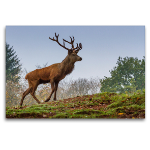Premium Textil-Leinwand 120 x 80 cm Quer-Format Rothirsch (Cervus elaphus) | Wandbild, HD-Bild auf Keilrahmen, Fertigbild auf hochwertigem Vlies, Leinwanddruck von Ursula Di Chito