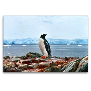 Premium Textil-Leinwand 120 x 80 cm Quer-Format Rotschnabelpinguin, Damoy Point, Tierparadies Südpolarmeer | Wandbild, HD-Bild auf Keilrahmen, Fertigbild auf hochwertigem Vlies, Leinwanddruck von Manfred Bergermann