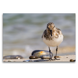 Premium Textil-Leinwand 120 x 80 cm Quer-Format Sanderling – Calidris alba | Wandbild, HD-Bild auf Keilrahmen, Fertigbild auf hochwertigem Vlies, Leinwanddruck von Janita Webeler