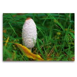 Premium Textil-Leinwand 120 x 80 cm Quer-Format Schopf Tintling bot. Coprinus comatus | Wandbild, HD-Bild auf Keilrahmen, Fertigbild auf hochwertigem Vlies, Leinwanddruck von Avianaarts Design Fotografie by Tanja Riedel