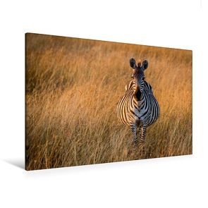 Premium Textil-Leinwand 120 x 80 cm Quer-Format Schwangeres Zebra | Wandbild, HD-Bild auf Keilrahmen, Fertigbild auf hochwertigem Vlies, Leinwanddruck von Ingo Gerlach