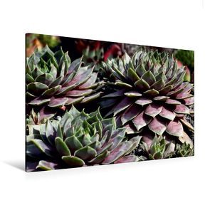 Premium Textil-Leinwand 120 x 80 cm Quer-Format Sempervivum Emma | Wandbild, HD-Bild auf Keilrahmen, Fertigbild auf hochwertigem Vlies, Leinwanddruck von Martina Cross von Cross,  Martina