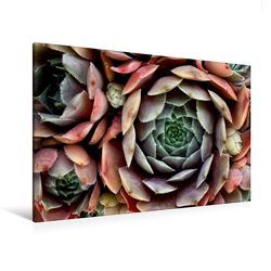 Premium Textil-Leinwand 120 x 80 cm Quer-Format Sempervivum Feldmeier | Wandbild, HD-Bild auf Keilrahmen, Fertigbild auf hochwertigem Vlies, Leinwanddruck von Martina Cross von Cross,  Martina