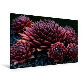 Premium Textil-Leinwand 120 x 80 cm Quer-Format Sempervivum Gabrielle | Wandbild, HD-Bild auf Keilrahmen, Fertigbild auf hochwertigem Vlies, Leinwanddruck von Martina Cross von Cross,  Martina