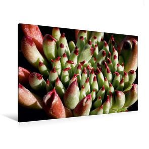 Premium Textil-Leinwand 120 x 80 cm Quer-Format Sempervivum Grigg’s Surprise | Wandbild, HD-Bild auf Keilrahmen, Fertigbild auf hochwertigem Vlies, Leinwanddruck von Martina Cross von Cross,  Martina