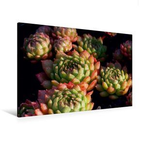 Premium Textil-Leinwand 120 x 80 cm Quer-Format Sempervivum Plastic | Wandbild, HD-Bild auf Keilrahmen, Fertigbild auf hochwertigem Vlies, Leinwanddruck von Martina Cross von Cross,  Martina