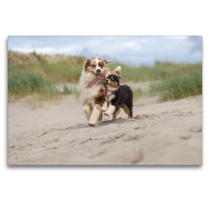 Premium Textil-Leinwand 120 x 80 cm Quer-Format Australian Shepherds am Strand | Wandbild, HD-Bild auf Keilrahmen, Fertigbild auf hochwertigem Vlies, Leinwanddruck von Annett Mirsberger tierpfoto