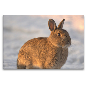 Premium Textil-Leinwand 120 x 80 cm Quer-Format Süßes Wildkaninchen | Wandbild, HD-Bild auf Keilrahmen, Fertigbild auf hochwertigem Vlies, Leinwanddruck von Kevin Andreas Lederle