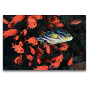Premium Textil-Leinwand 120 x 80 cm Quer-Format Süsslippe mit Soldatenfischen | Wandbild, HD-Bild auf Keilrahmen, Fertigbild auf hochwertigem Vlies, Leinwanddruck von Martin Hablützel