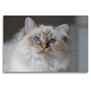 Premium Textil-Leinwand 120 x 80 cm Quer-Format Traumhafte Heilige Birma Katzen | Wandbild, HD-Bild auf Keilrahmen, Fertigbild auf hochwertigem Vlies, Leinwanddruck von Michaela Münch