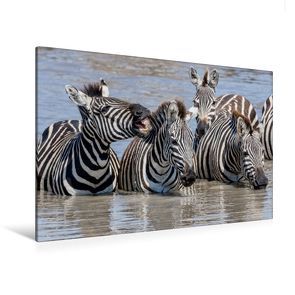 Premium Textil-Leinwand 120 x 80 cm Quer-Format Trinkende Zebragruppe | Wandbild, HD-Bild auf Keilrahmen, Fertigbild auf hochwertigem Vlies, Leinwanddruck von Ingo Gerlach