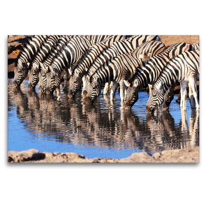 Premium Textil-Leinwand 120 x 80 cm Quer-Format Trinkende Zebras im südlichen Afrika | Wandbild, HD-Bild auf Keilrahmen, Fertigbild auf hochwertigem Vlies, Leinwanddruck von Birgit Scharnhorst