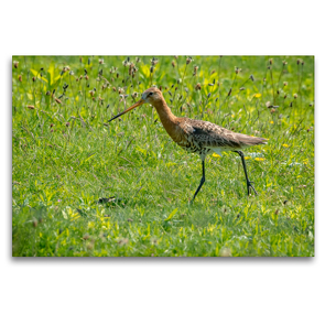 Premium Textil-Leinwand 120 x 80 cm Quer-Format Uferschnepfe (Limosa limosa) im Prachtkleid. | Wandbild, HD-Bild auf Keilrahmen, Fertigbild auf hochwertigem Vlies, Leinwanddruck von Arne Wünsche