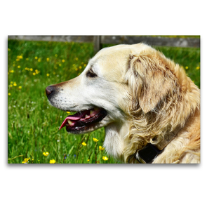 Premium Textil-Leinwand 120 x 80 cm Quer-Format Ursprünglich war der Golden Retriever im Einsatz als Apportierhund, Stöberhund und Wasserhund. | Wandbild, HD-Bild auf Keilrahmen, Fertigbild auf hochwertigem Vlies, Leinwanddruck von Jean-Louis Glineur