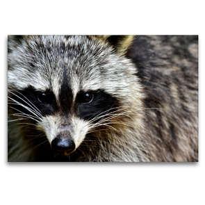 Premium Textil-Leinwand 120 x 80 cm Quer-Format Waschbär – Foto Jean-Louis Glineur | Wandbild, HD-Bild auf Keilrahmen, Fertigbild auf hochwertigem Vlies, Leinwanddruck von Jean-Louis Glineur