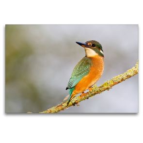 Premium Textil-Leinwand 120 x 80 cm Quer-Format Weiblicher Eisvogel | Wandbild, HD-Bild auf Keilrahmen, Fertigbild auf hochwertigem Vlies, Leinwanddruck von Wilfried Martin